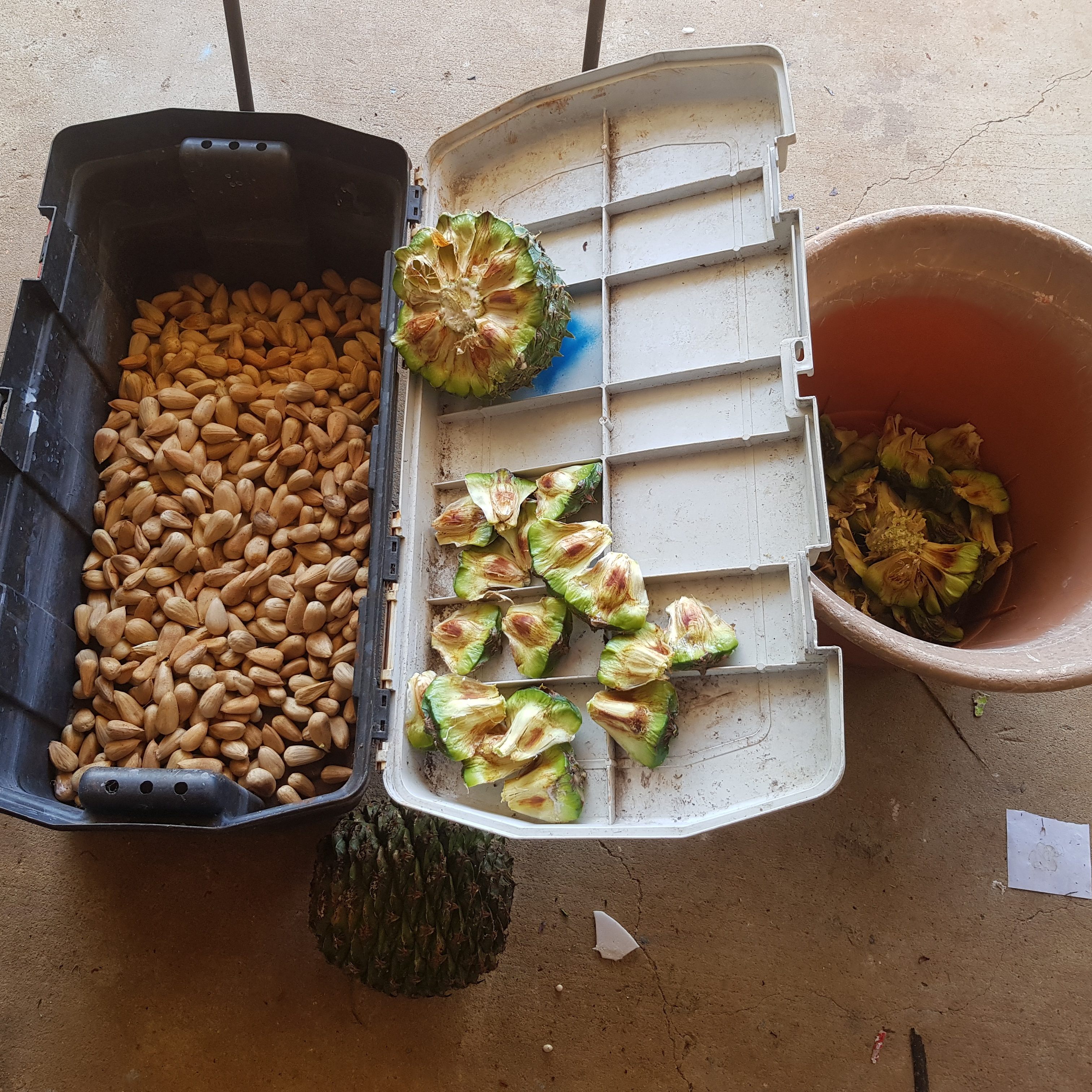 While the nuts themselves are not nearly as large as the cones they come from, each cone contains around 30 to 100 nuts.