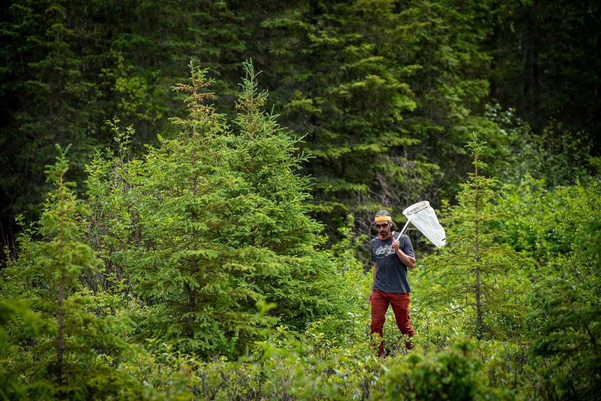 Bureau of Land Management wildlife biologist Casey Burns says "nothing compares" to sampling bees in the remote Alaska wilderness.