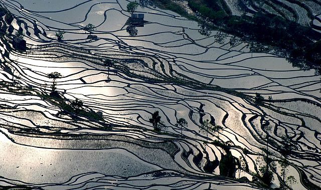 Honghe Hani Rice Terraces 