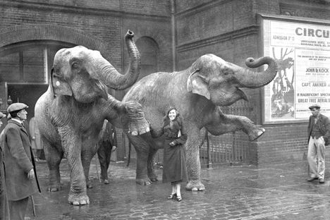 Rasputin's daughter as animal trainer at London circus - 23-December-1934