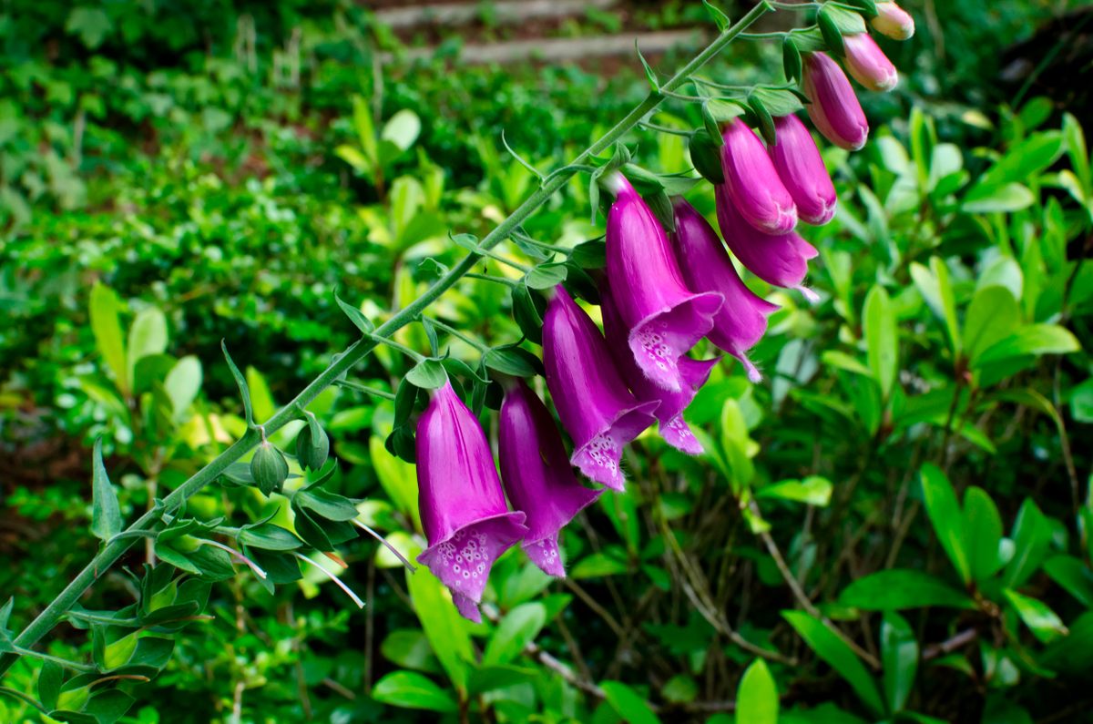 Butterfly Garden Flowers nonprofit coils arrive Feb. 1