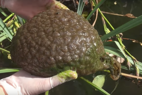 Behold the slimy glory of a bryozoan colony!