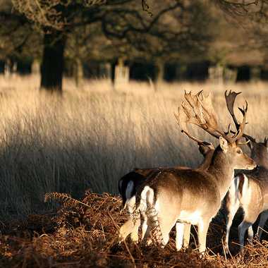 Fallow deer at Richmond Park.