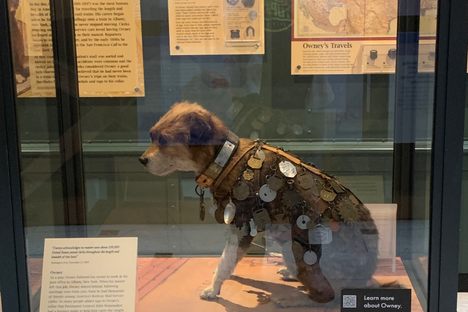 Owney on display
