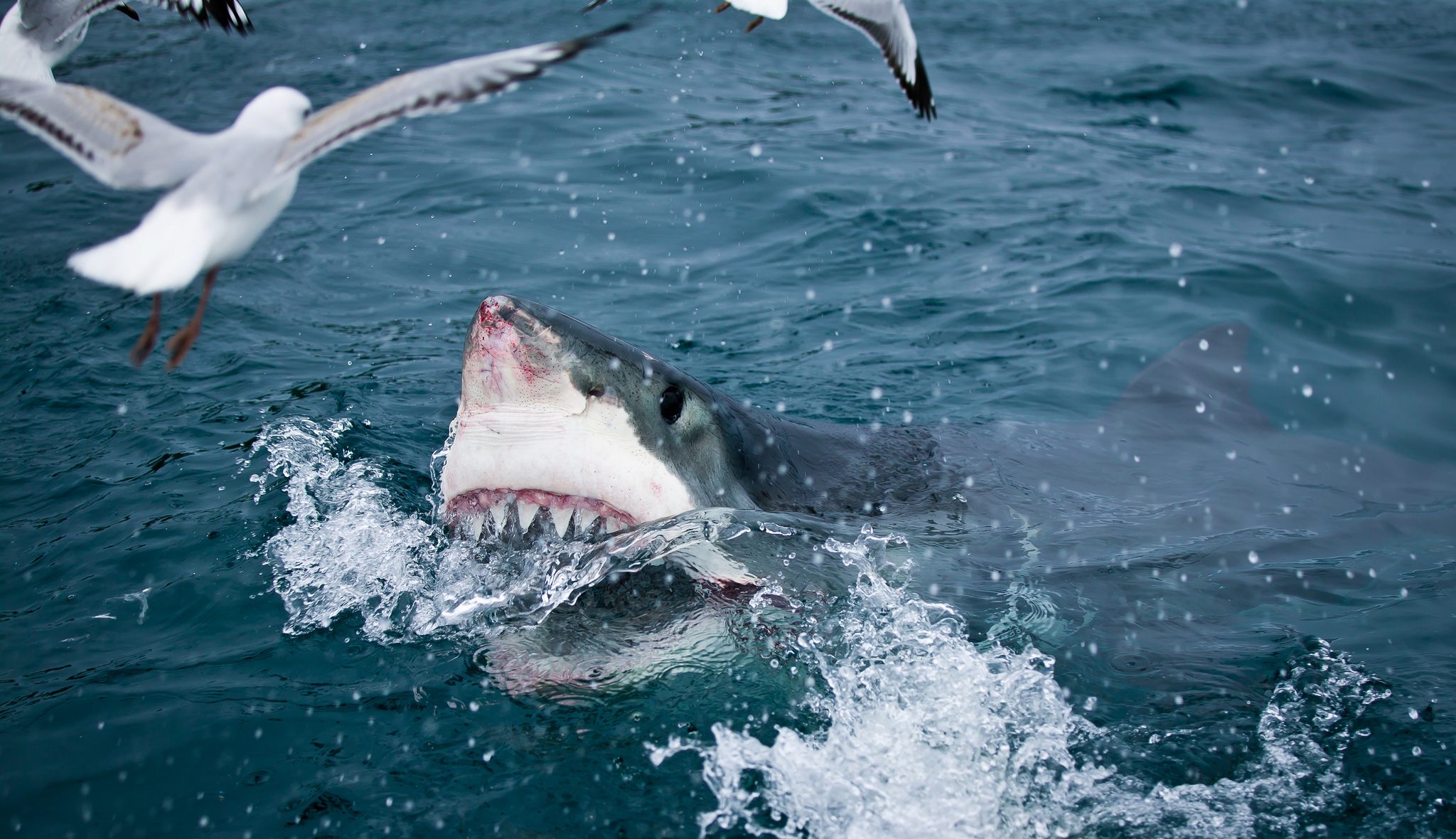 Great White Shark, Ace Fishing Wiki