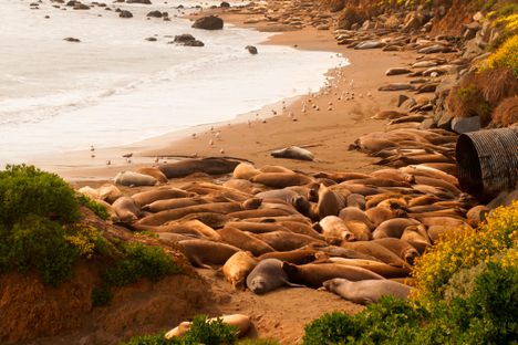 Piedras Blancas Elephant Seal Rookery