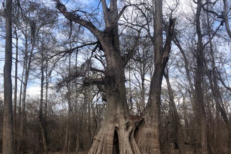 Cat Island Bald Cypress
