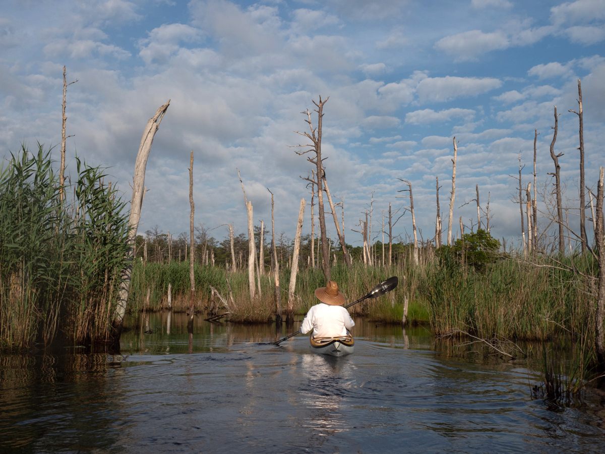 Dead and dying trees in a creek off the Little Blackwater River.