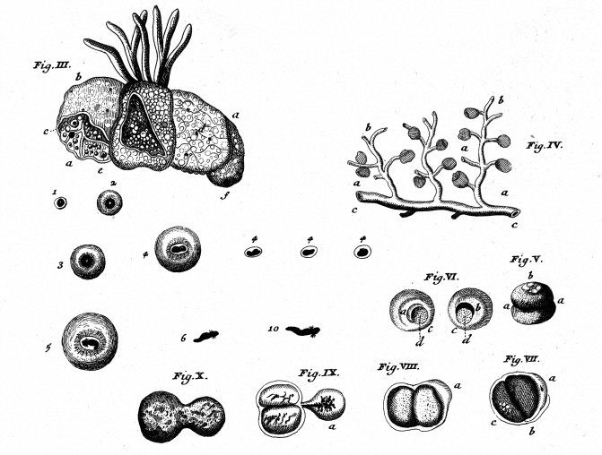 Stages in the development of Frog's spawn, 1738.