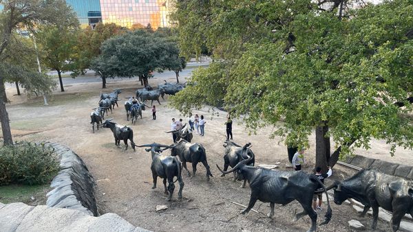 Dallas artist creates life-sized cow with Louis Vuitton logo
