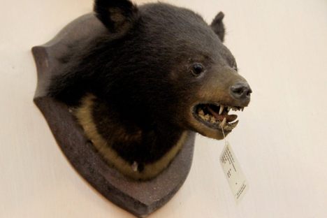 Notes from the Field: Hanoi Zoological Museum