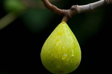 Italian immigrants brought fig trees to the northeastern United States, where they surprisingly thrived.