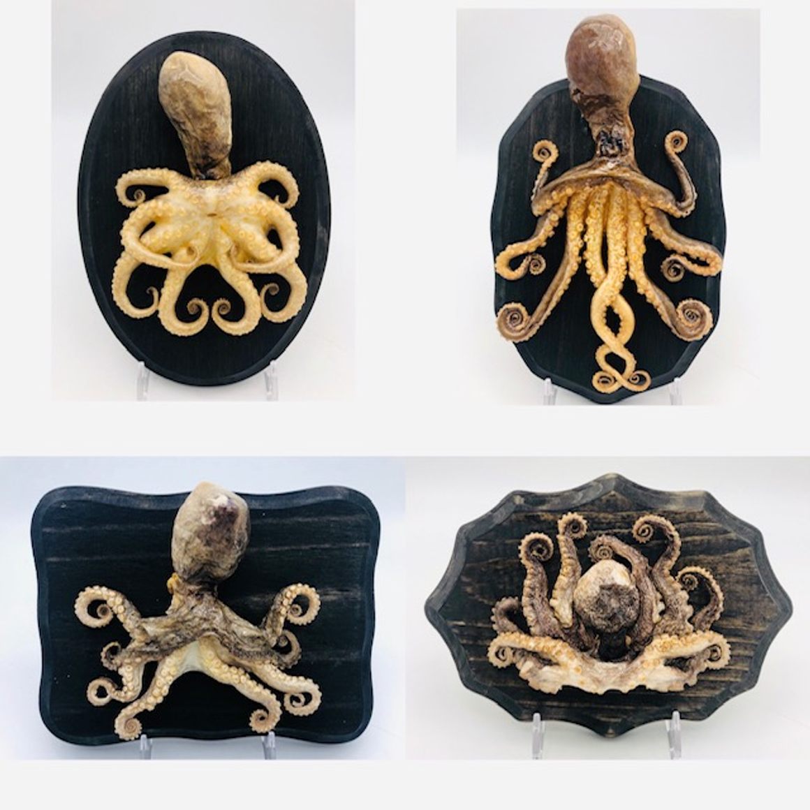 Samples of octopus taxidermy.