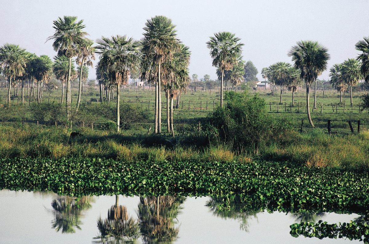 A landscape in the Gran Chaco in Paraguay.