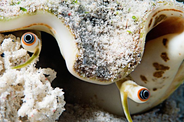 A queen conch eyes up the situation in waters off Turks and Caicos.