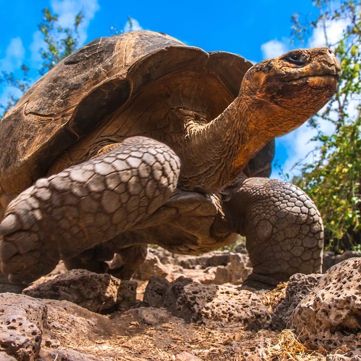 Galapagos tortoise in motion