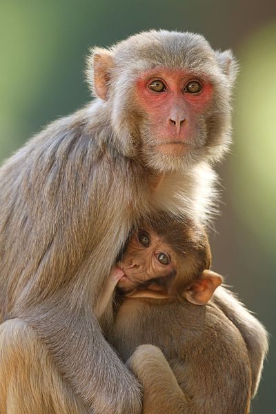 Mother and child rhesus macaque