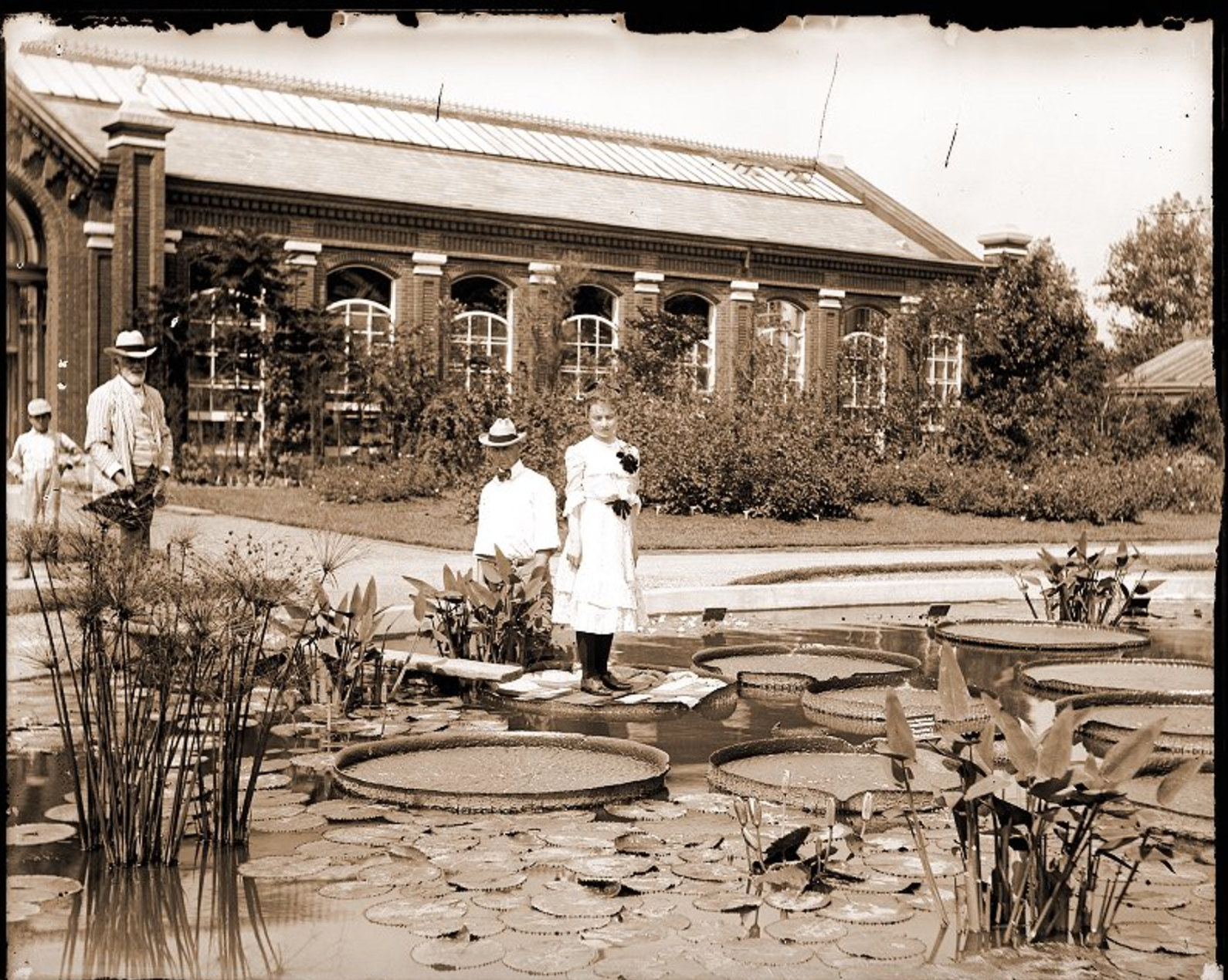 A woman stands on top of a <em>Victoria cruziana</em> pad in the lily pond in the Missouri Botanical Gardens in 1902. A wooden sheet helps to distribute her weight and prevent the leaf from ripping.