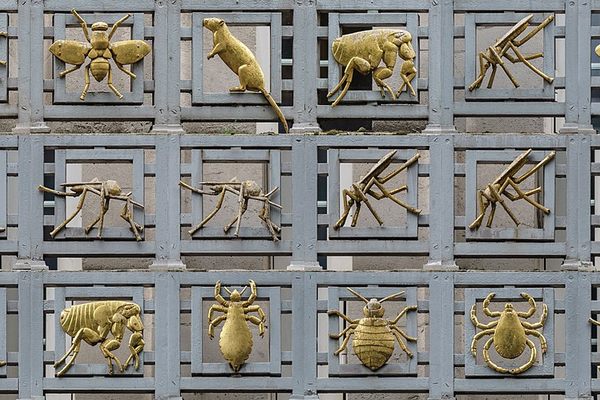 The Gilded vectors of disease facade.