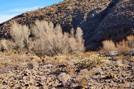 Vegetation on Piute Creek.