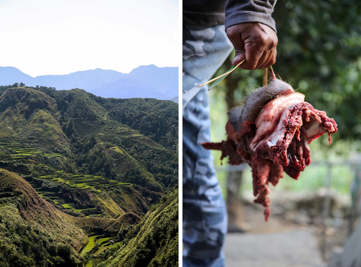 A villager carried scalped pigs' heads. Some foreigners who visit Buscalan are asked to bring a pig for the village. Fang-od
will check the pig's liver to see if the visitor brings good or bad omens to Buscalan before the village agrees to let them stay and share in the feast.
