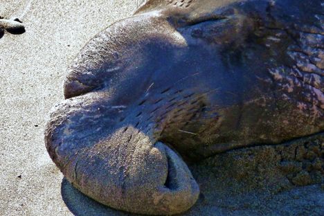 Piedras Blancas Elephant Seal Rookery