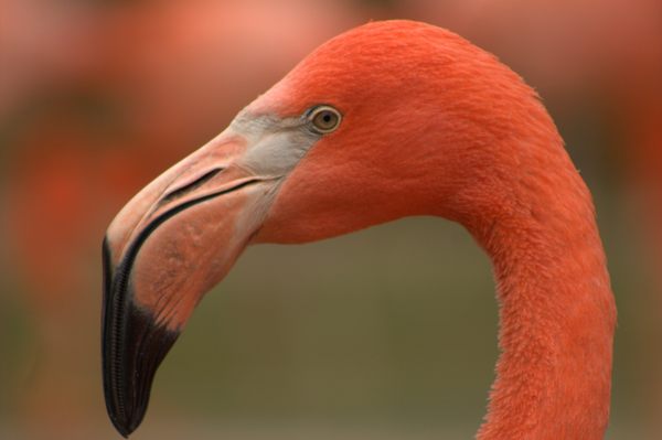 Famous flamingo watching destinations in India