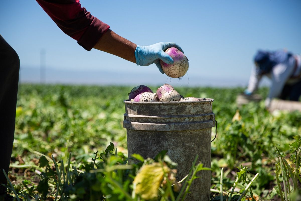 How the produce aisle looks to a migrant farmworker