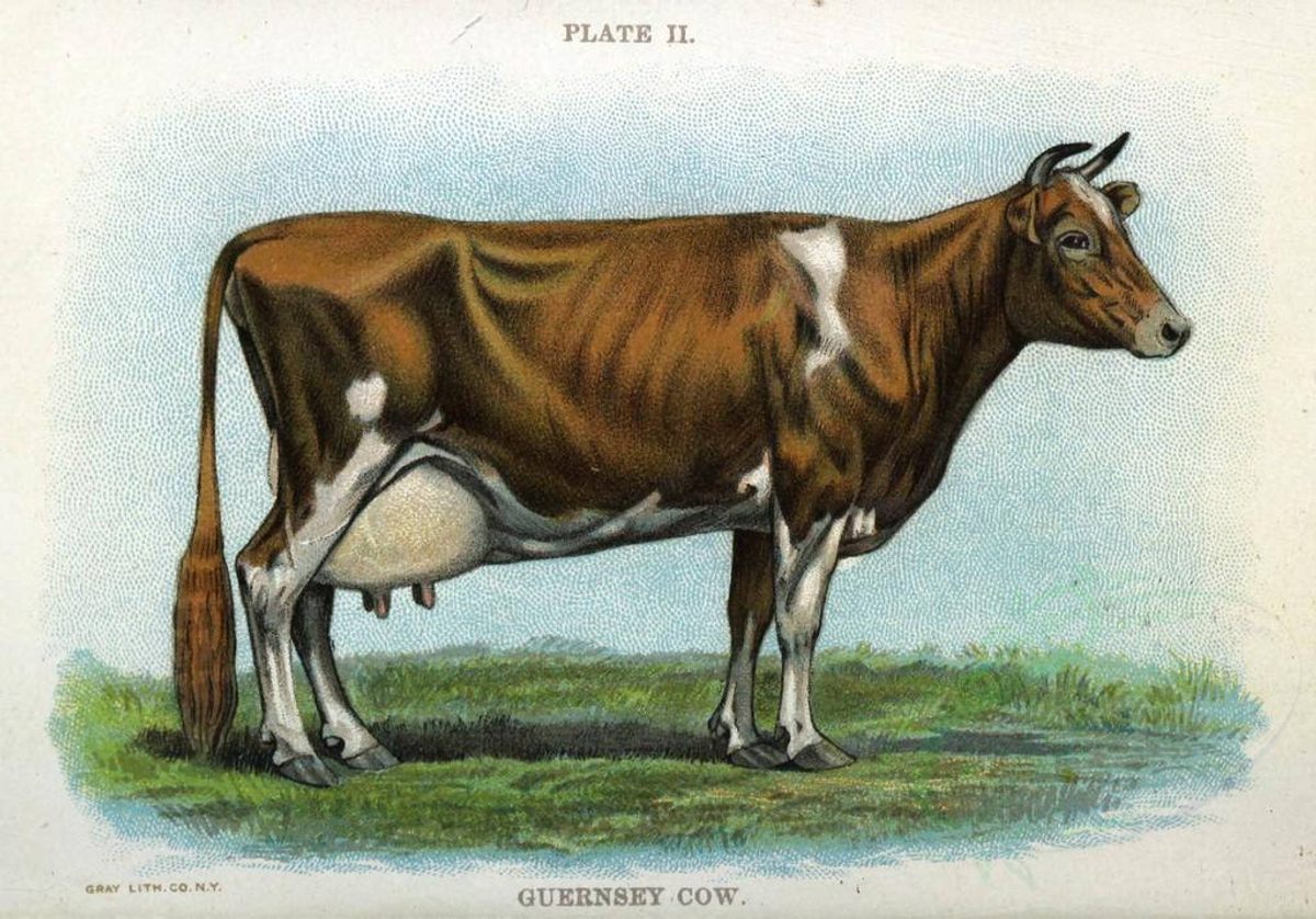 A Guernsey cow, the breed chosen to join the expedition.