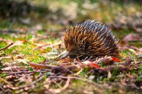 Echidnas are out there, looking for love.