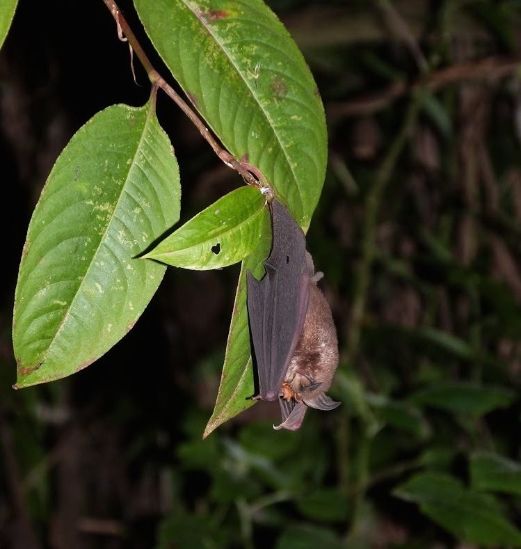 A Blyth's horseshoe bat, made in the shade. (Photo: Claire Wordley/Biological Conservation)