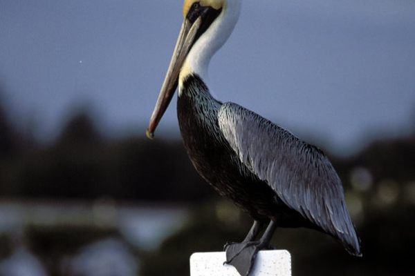 A pelican at home on Pelican Island.