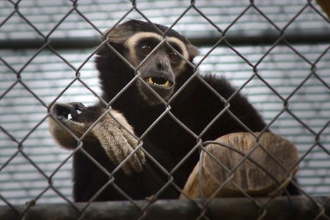 Gibbon Conservation Center, 10/4/2015