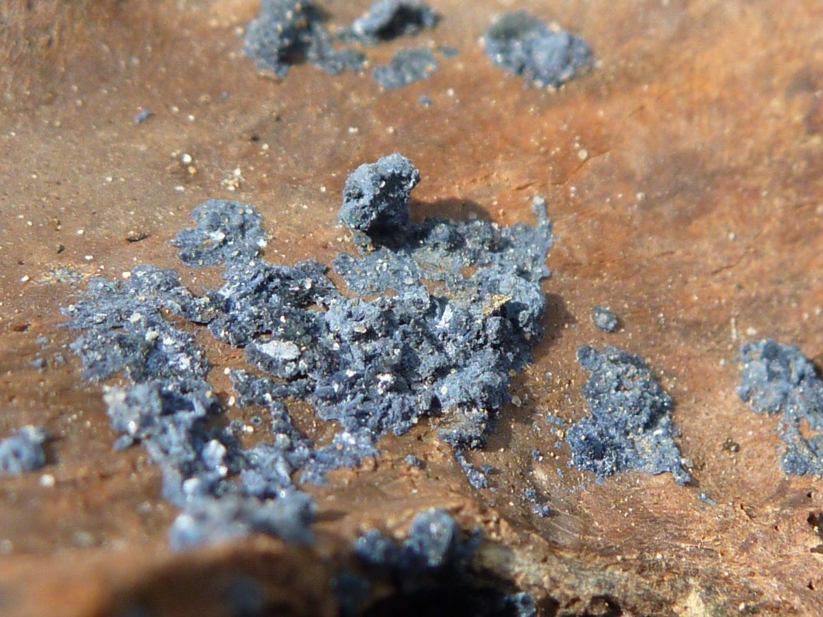 A close up of the mineral vivianite on a piece of bone. 