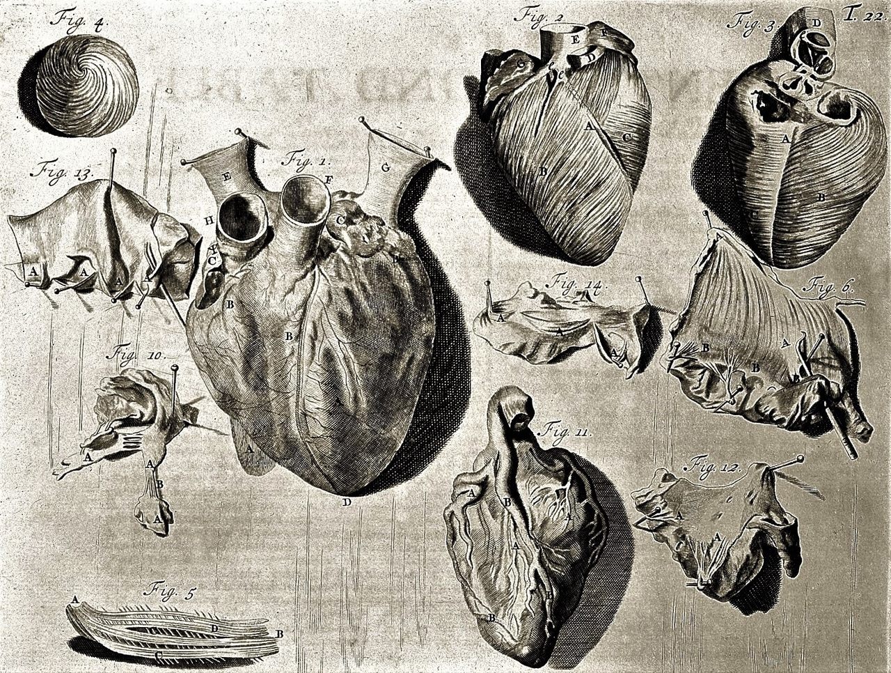 This 18th-century illustration shows a heart in various stages of dissection.