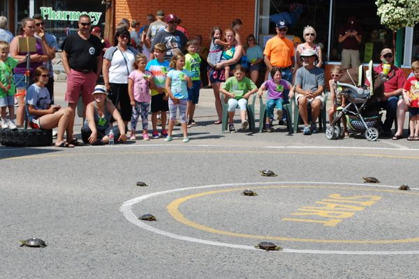 Turtles head for the finish line.