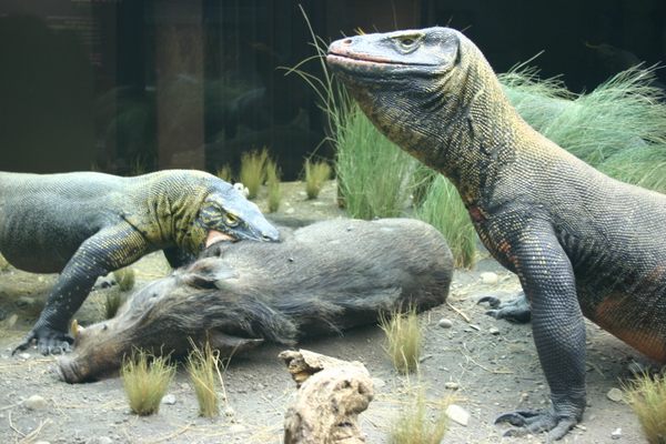 The Komodo dragon diorama.