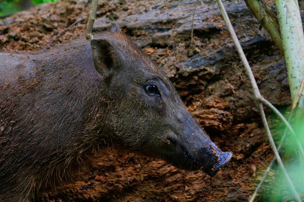 A Juvenile Sulawesi Warty Pig, Sus celebensis in Buton Island, Sulawesi Indonesia. These pigs live in the forest but frequently come into local people's farms and steal crops.