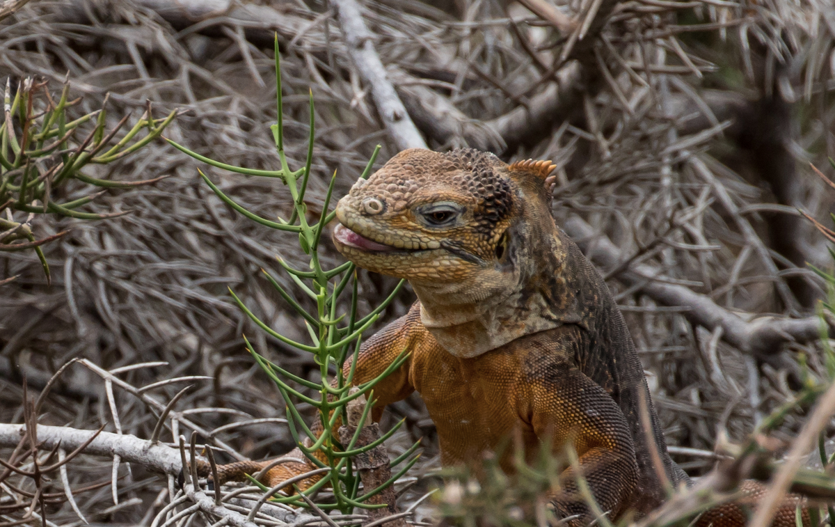 Iguana populations have dwindled on some islands thanks to invasive overgrazers like goats and donkeys.