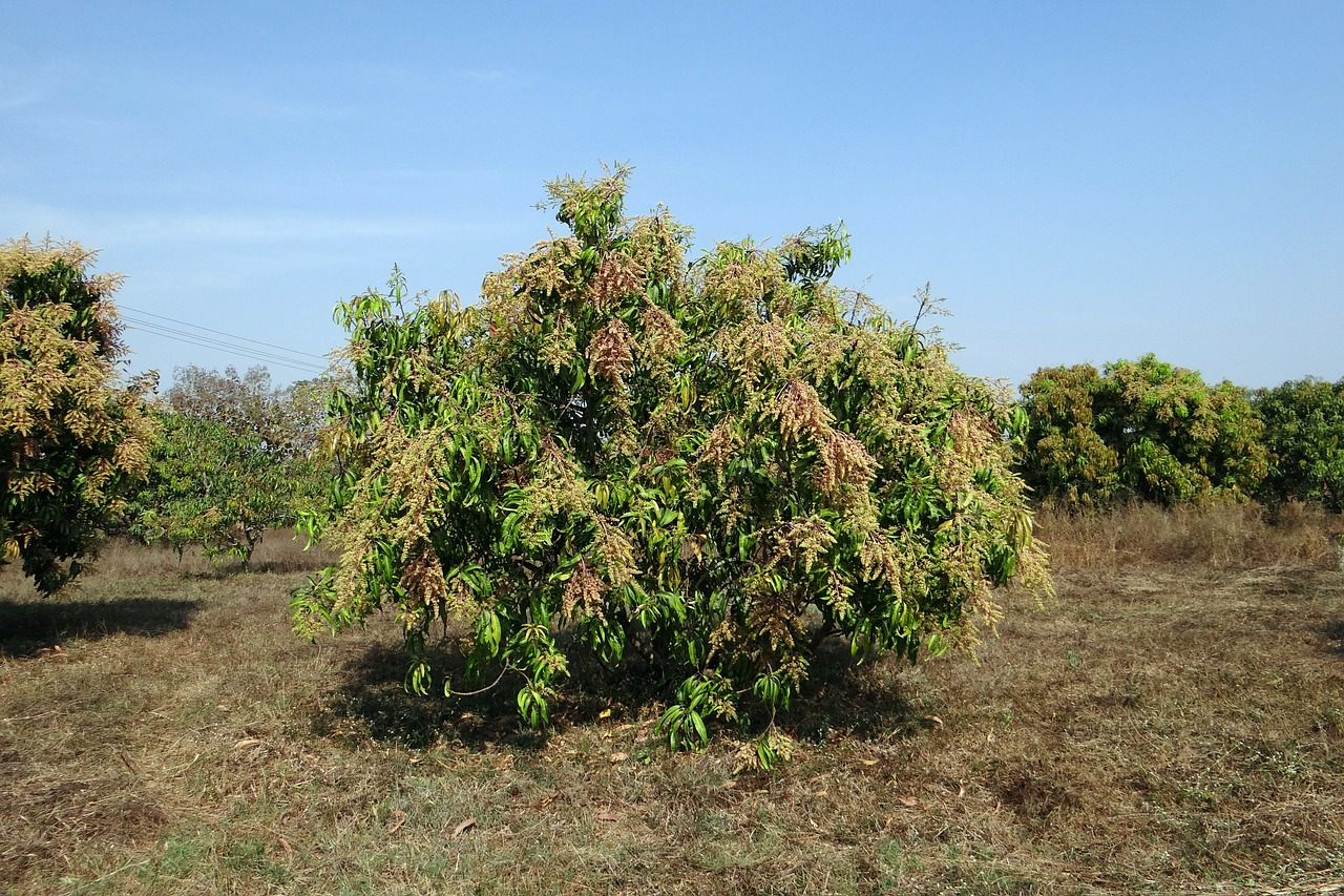 An Indian <b>mango</b> tree.