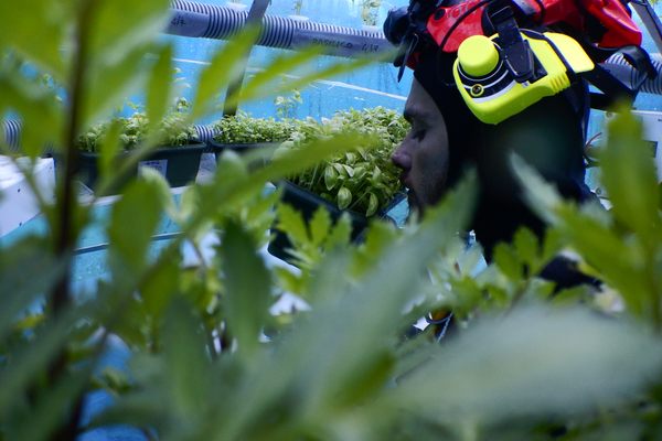 A diver from Nemo’s team checking the plants.