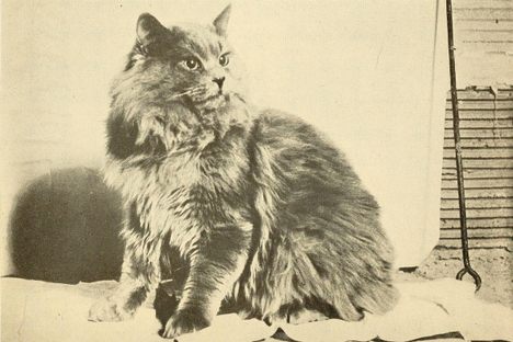 Why Did American Cats Get Blamed for So Many Divorces?