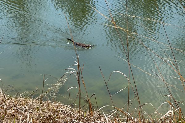 Lots of beaver activity across the preserve including some visible from the trail. [Baby beaver swimming with a stick, April, 2024]