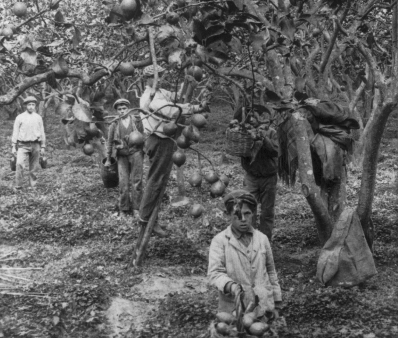 The Sicilian Lemon - Times of Sicily