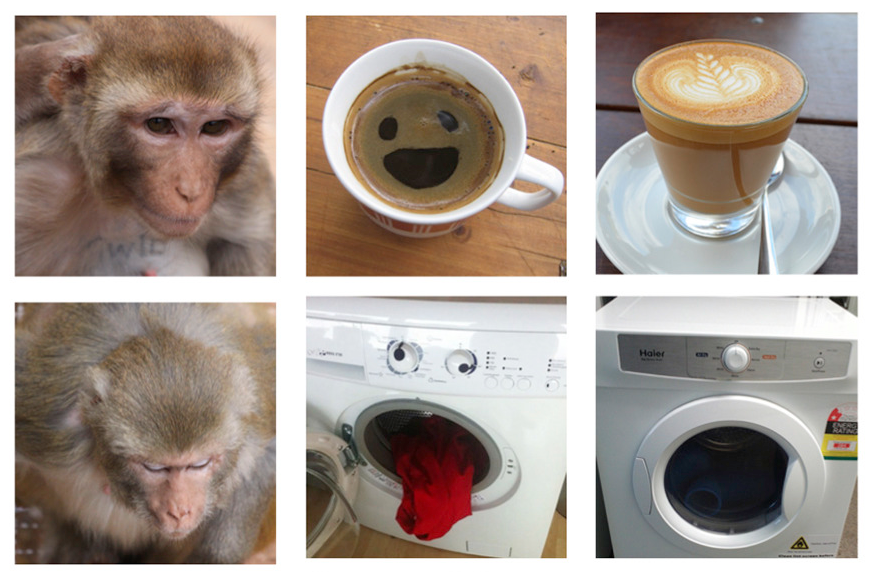 A selection of the images shown to the monkeys in the trial.