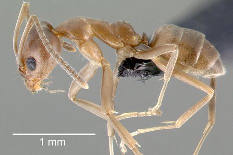 How the World Became A Giant Ant Colony