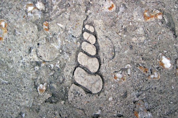 Exterior stairstep of Columbus Limestone with a high-spired gastropod.