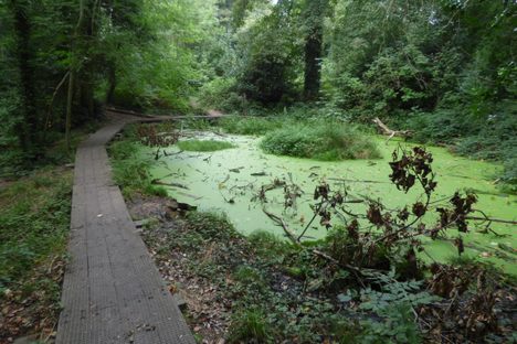 The algae-filled pond of Moseley Bog.