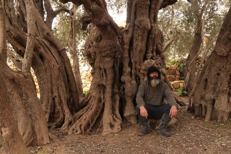 Ali frets for the future of the age-old olive tree.