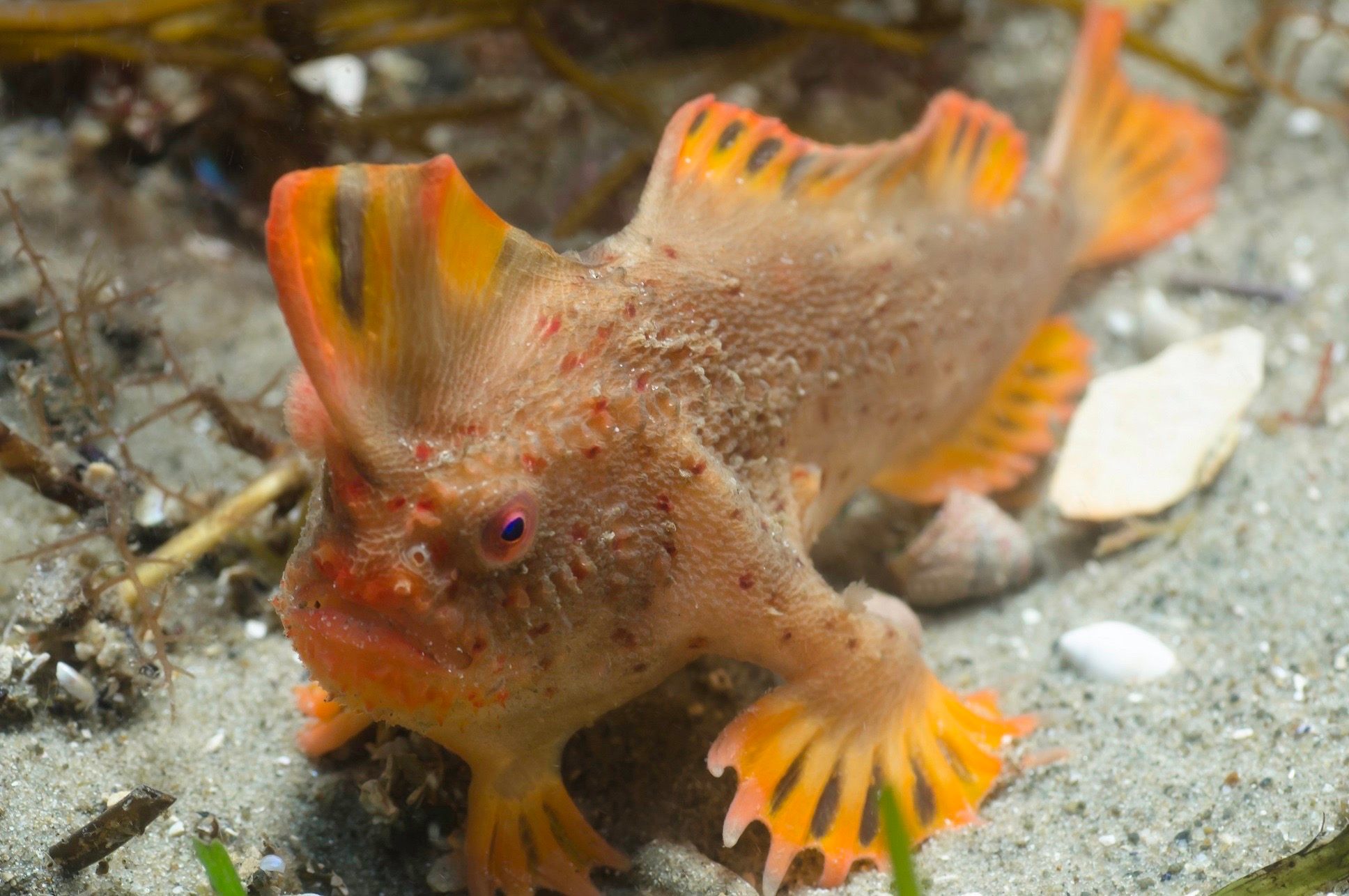 Found: A New Population of One of the World's Rarest Fish - Atlas Obscura